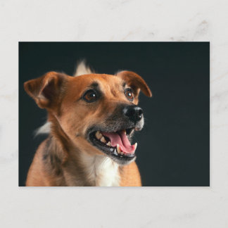 Jack Russell skräcker Vykort
