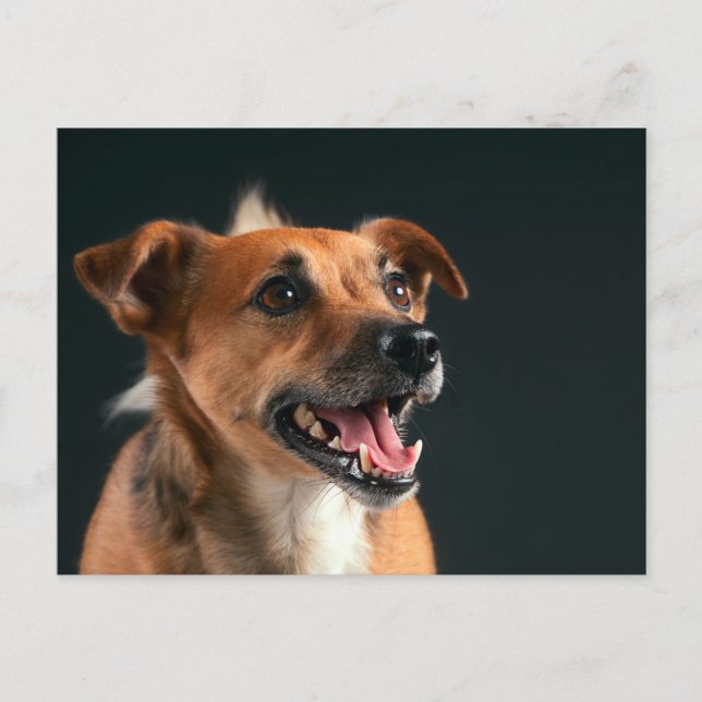 Jack Russell skräcker Vykort (Framsida)
