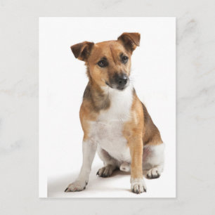 Jack Russell skräcker Vykort