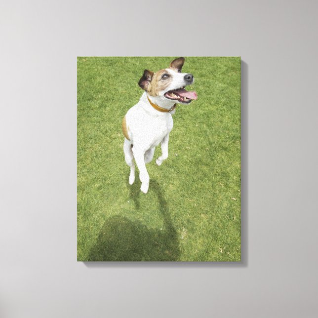 Jack russell-skräckhoppare, upphöjd vy canvastryck (Framsida)