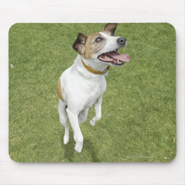 Jack russell-skräckhoppare, upphöjd vy musmatta (Framsidan)