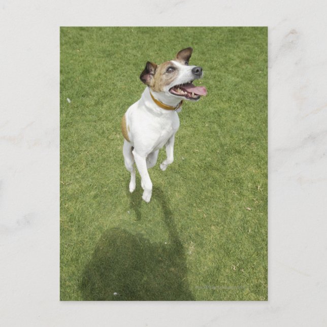 Jack russell-skräckhoppare, upphöjd vy vykort (Framsida)