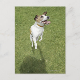 Jack russell-skräckhoppare, upphöjd vy vykort