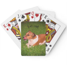Jack Russell som leker kort