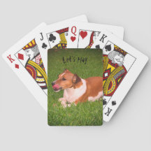 Jack Russell som leker kort