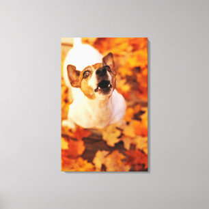 Jack Russell Terrier barking and hopping, hösten Canvastryck