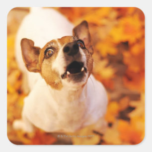 Jack Russell Terrier barking and hopping, hösten Fyrkantigt Klistermärke