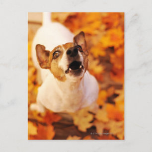Jack Russell Terrier barking and hopping, hösten Vykort