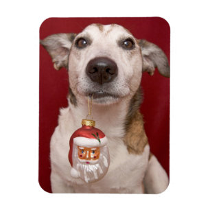 Jack Russell Terrier Holding jul Ornament Magnet