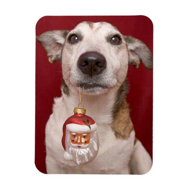 Jack Russell Terrier Holding jul Ornament Magnet (Vertikal)