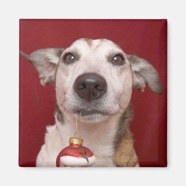 Jack Russell Terrier Holding jul Ornament Magnet (Framsidan)