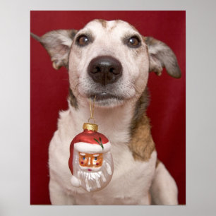 Jack Russell Terrier Holding jul Ornament Poster