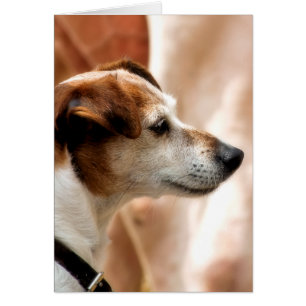 JACK RUSSELL TERRIER HUND CARD HÄLSNINGSKORT