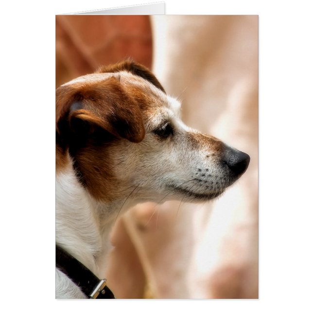 JACK RUSSELL TERRIER HUND CARD HÄLSNINGSKORT (Framsidan)