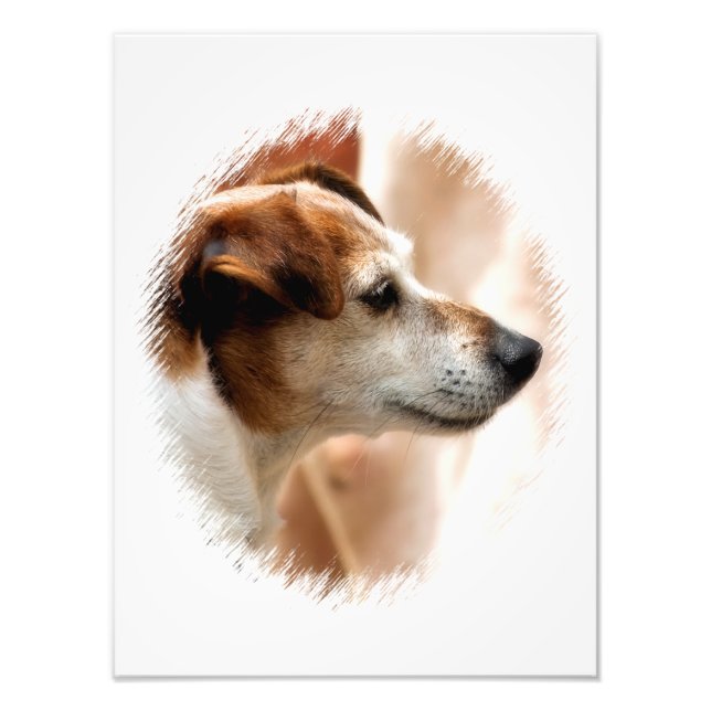 JACK RUSSELL TERRIER HUND FOTOTRYCK (Framsidan)