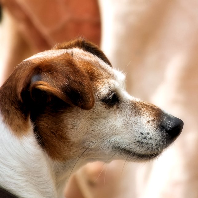 JACK RUSSELL TERRIER HUND FOTOTRYCK (Skapare uppladdad)