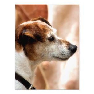 JACK RUSSELL TERRIER HUND FOTOTRYCK