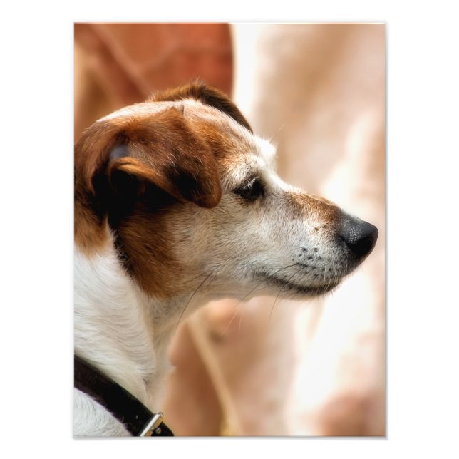 JACK RUSSELL TERRIER HUND FOTOTRYCK (Framsidan)