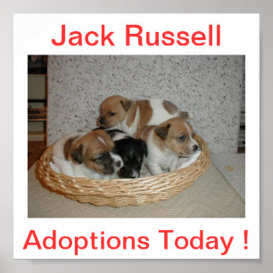 Jack Russell Terrier-Hund i dag - signera Poster