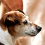 JACK RUSSELL TERRIER HUND iPad MINI SKYDD<br><div class="desc">En vacker och söt Jack Russell Terrier hund.</div>