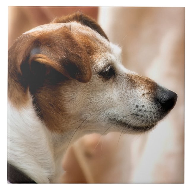 JACK RUSSELL TERRIER HUND KAKELPLATTA (Framsidan)