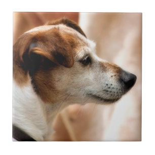 JACK RUSSELL TERRIER HUND KAKELPLATTA