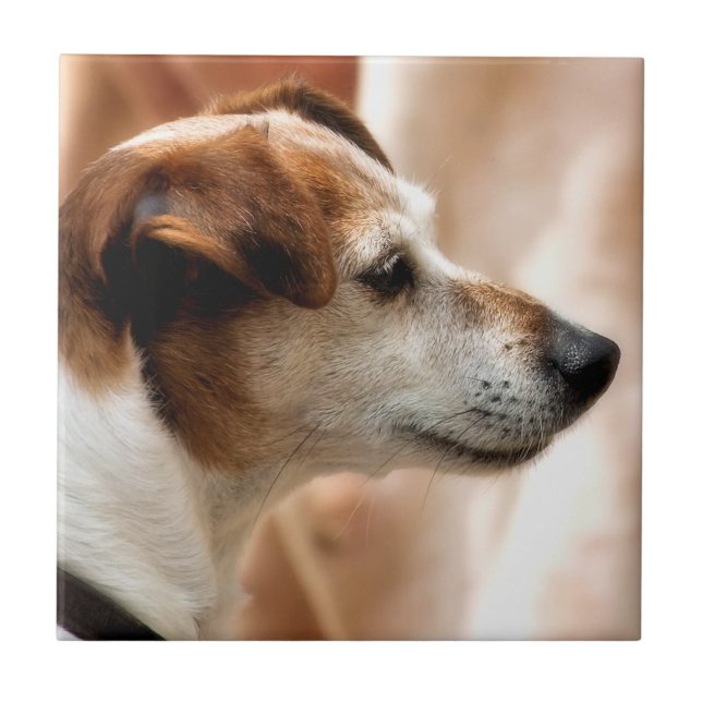 JACK RUSSELL TERRIER HUND KAKELPLATTA (Framsidan)