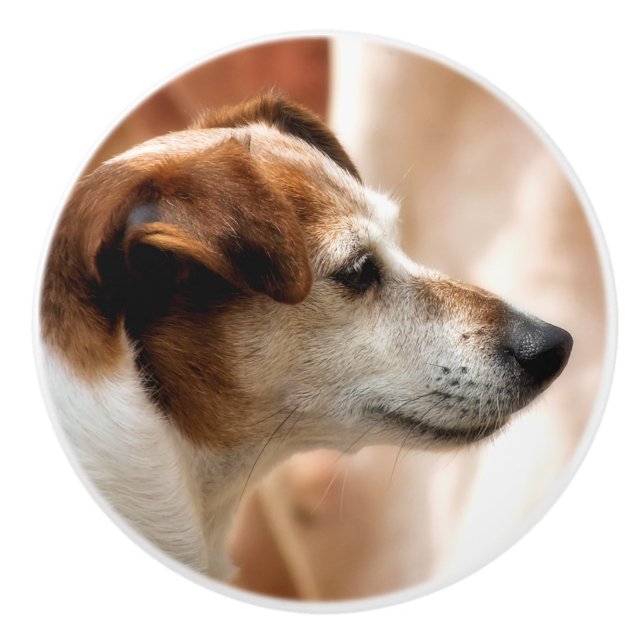 JACK RUSSELL TERRIER HUND KNOPP (Framsidan)