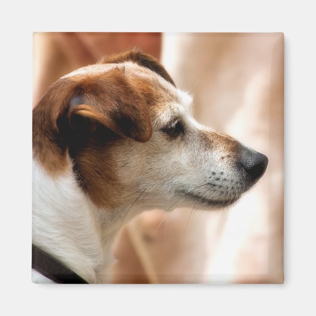 JACK RUSSELL TERRIER HUND MAGNET (Framsidan)