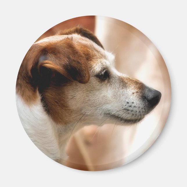 JACK RUSSELL TERRIER HUND MAGNET (Framsidan)