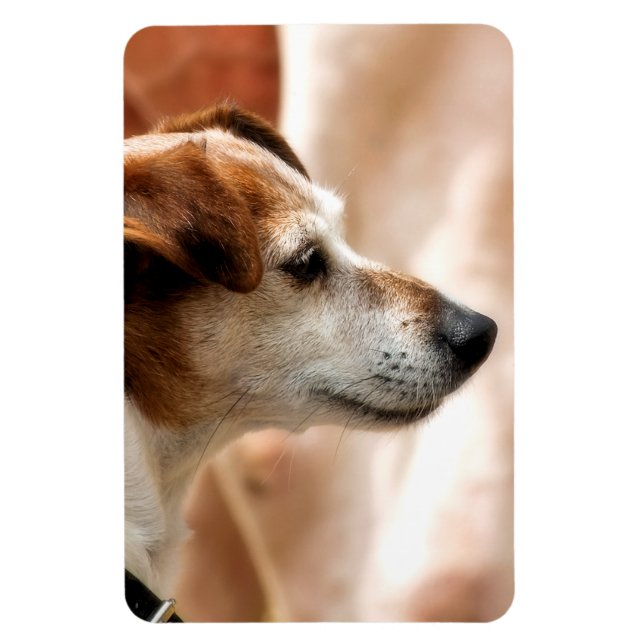 JACK RUSSELL TERRIER HUND MAGNET (Vertikal)