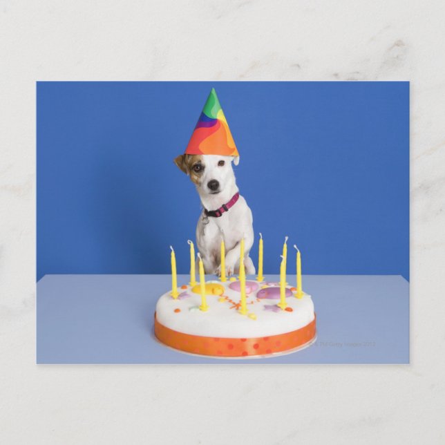 Jack Russell Terrier hund med party hat Vykort (Framsida)