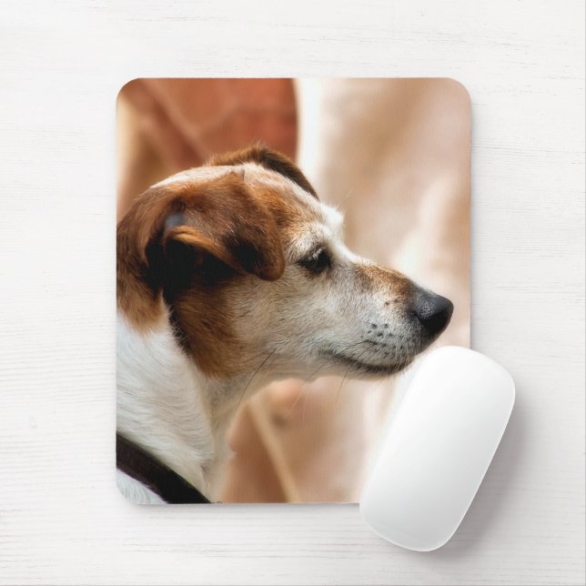JACK RUSSELL TERRIER HUND MUSMATTA (Med mus)