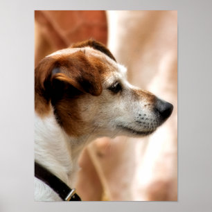 JACK RUSSELL TERRIER HUND POSTER