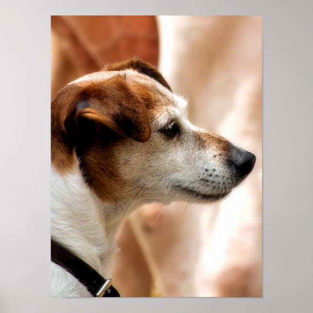 JACK RUSSELL TERRIER HUND POSTER (Framsidan)
