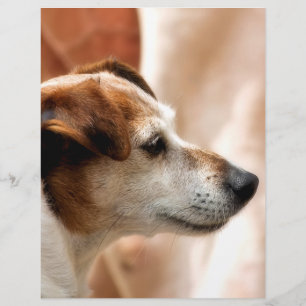 JACK RUSSELL TERRIER HUND REKLAMBLAD