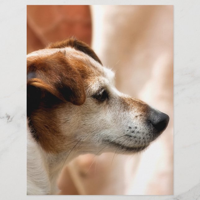 JACK RUSSELL TERRIER HUND REKLAMBLAD (Framsidan)