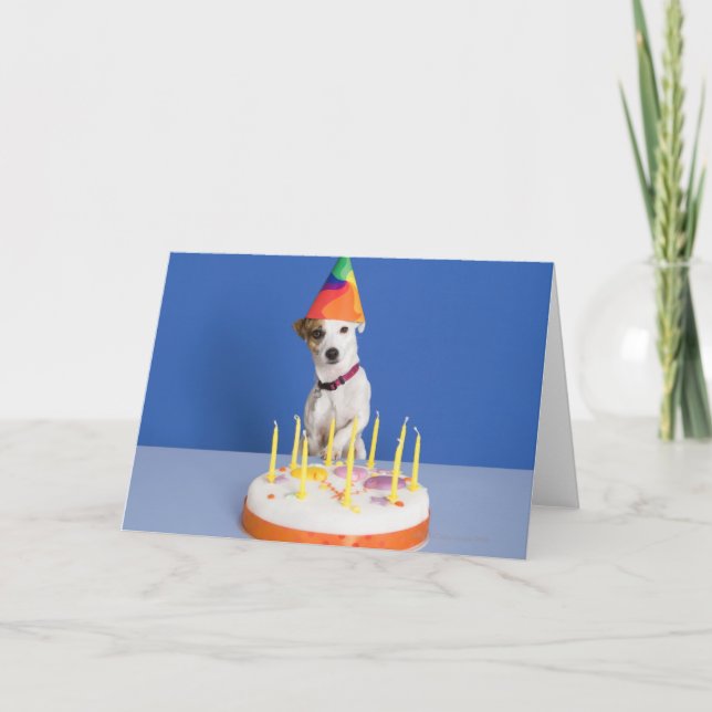 Jack Russell Terrier hund som bär festhatt Kort (Framsida)