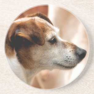 JACK RUSSELL TERRIER HUND UNDERLÄGG SANDSTEN