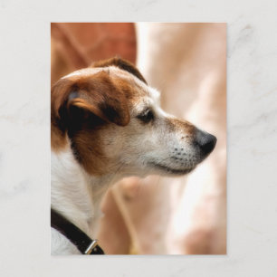 JACK RUSSELL TERRIER HUND VYKORT