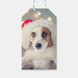 Jack Russell Terrier i ett julhatt Gift-kort Presentetikett