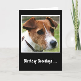Jack Russell Terrier Kort