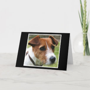 Jack Russell Terrier Kort