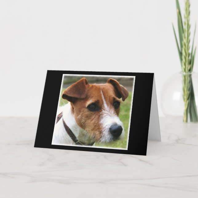 Jack Russell Terrier Kort (Framsida)