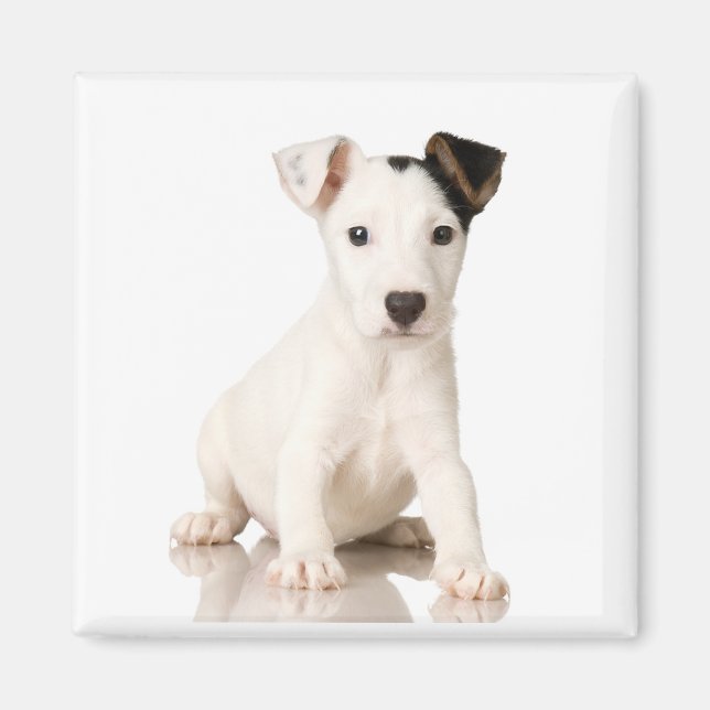 Jack Russell Terrier Magnet (Framsidan)