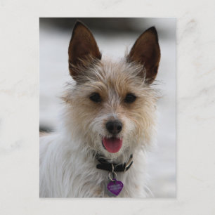 Jack Russell Terrier Mix - Winnie - Oman Vykort