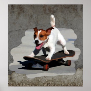 Jack Russell Terrier på Skateboard Poster