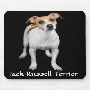 Jack Russell Terrier Porträtt Mousepad Musmatta