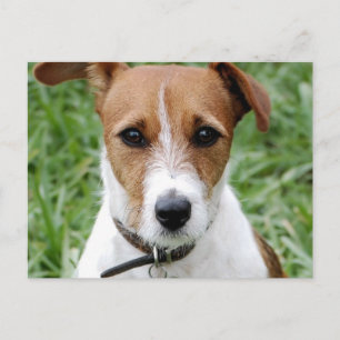 Jack Russell Terrier Postcard Vykort