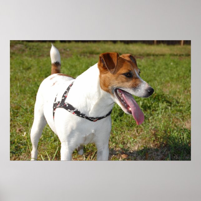 Jack Russell Terrier Poster (Framsidan)